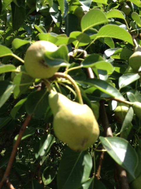 Pear July 2013