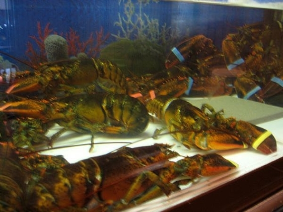Lobster Tank